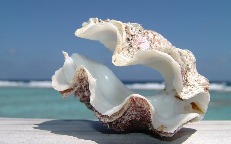 Large Seashell on Wood — White