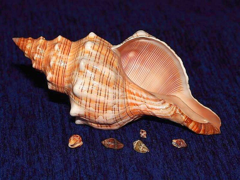 Large seashell with smaller shells
