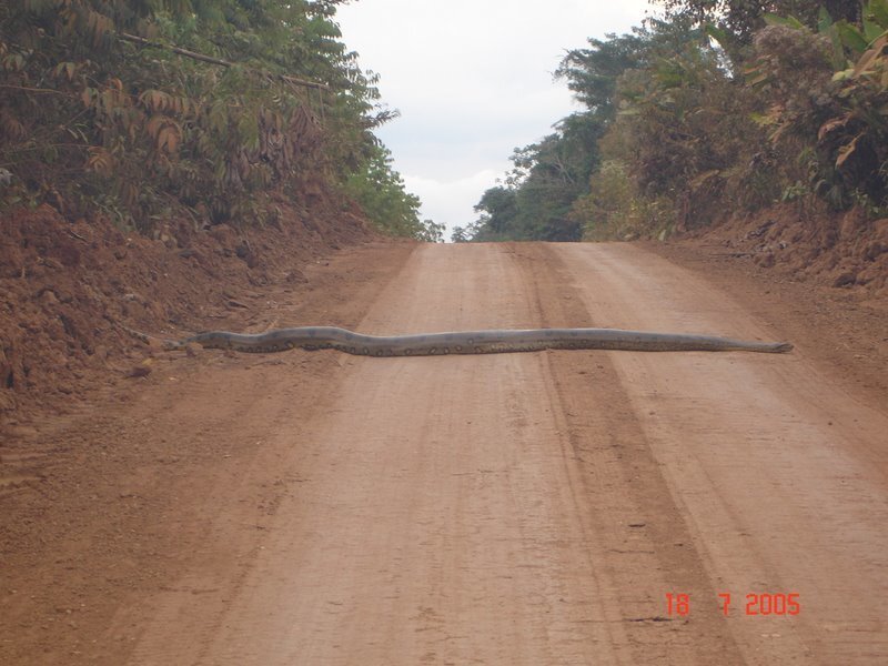 Large snake on dirt road