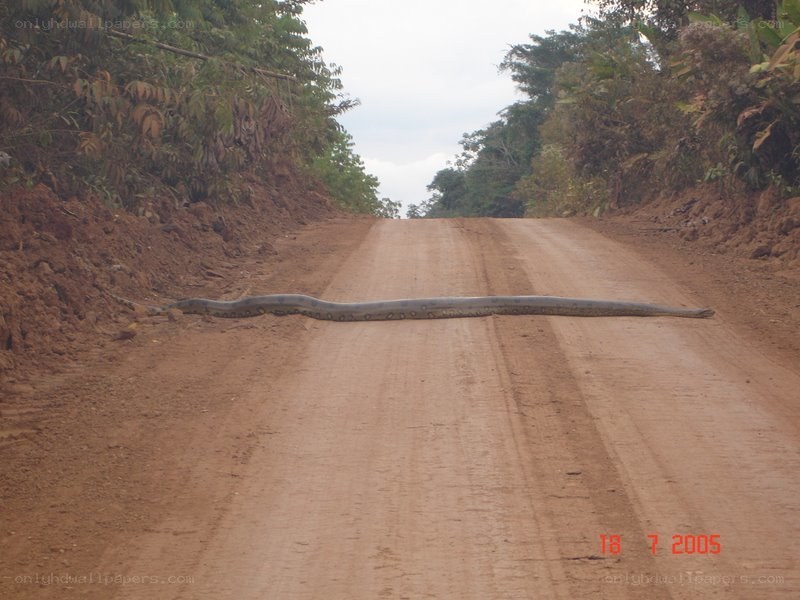 Large snake on dirt road