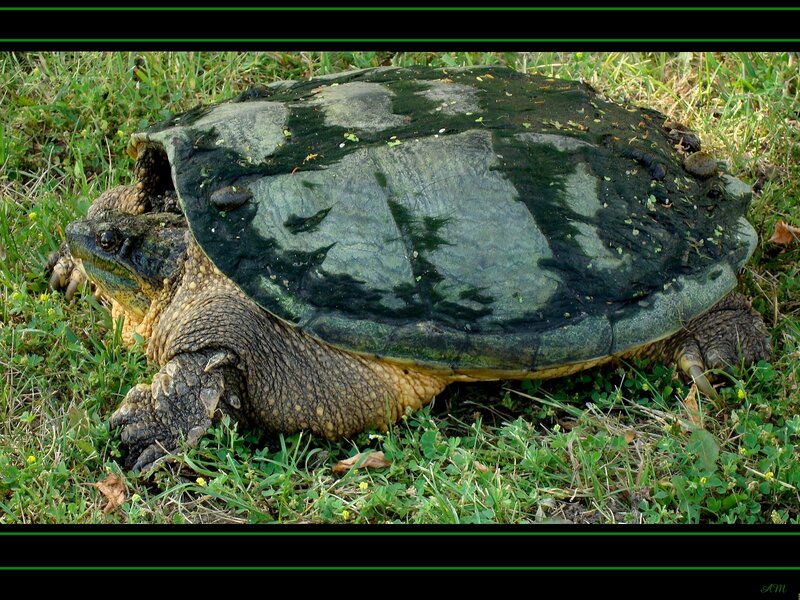 large snapping turtle on grass