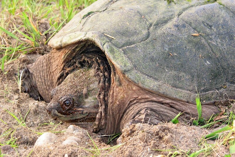 large snapping turtle on land