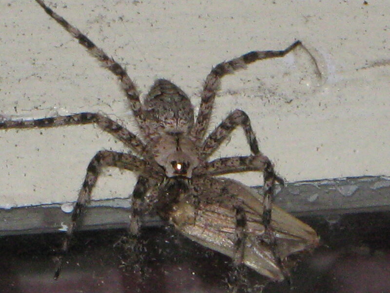 Large Spider Eating Insect