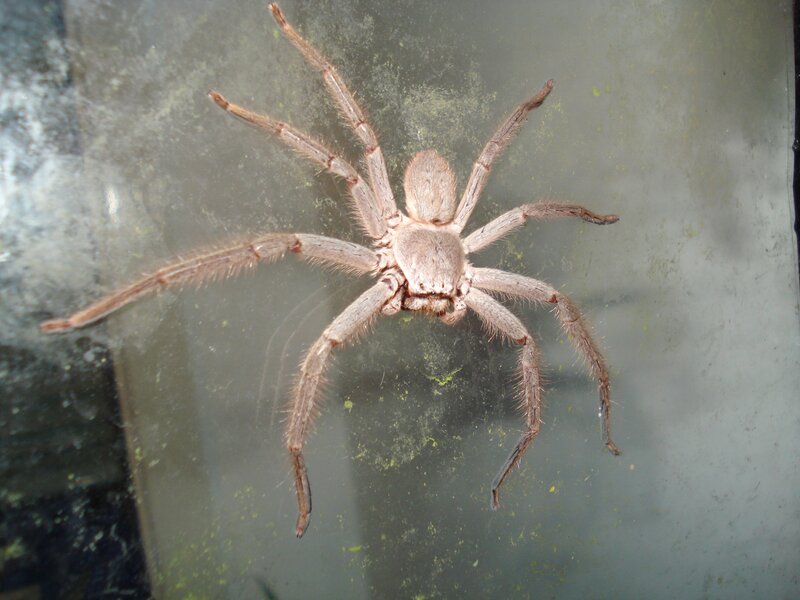 large spider on glass
