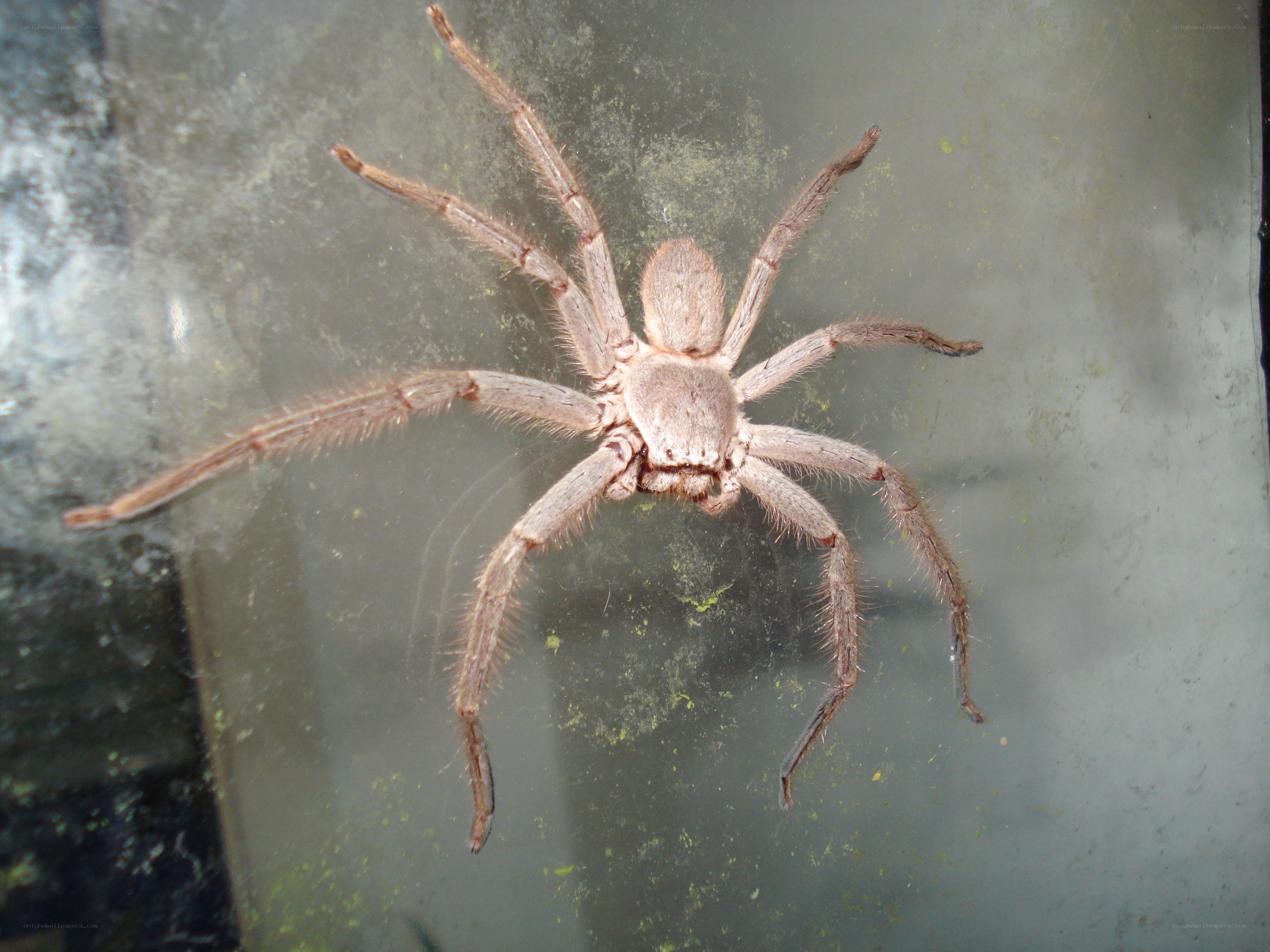 large spider on glass