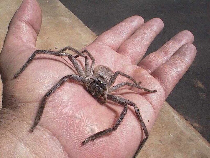 large spider on hand