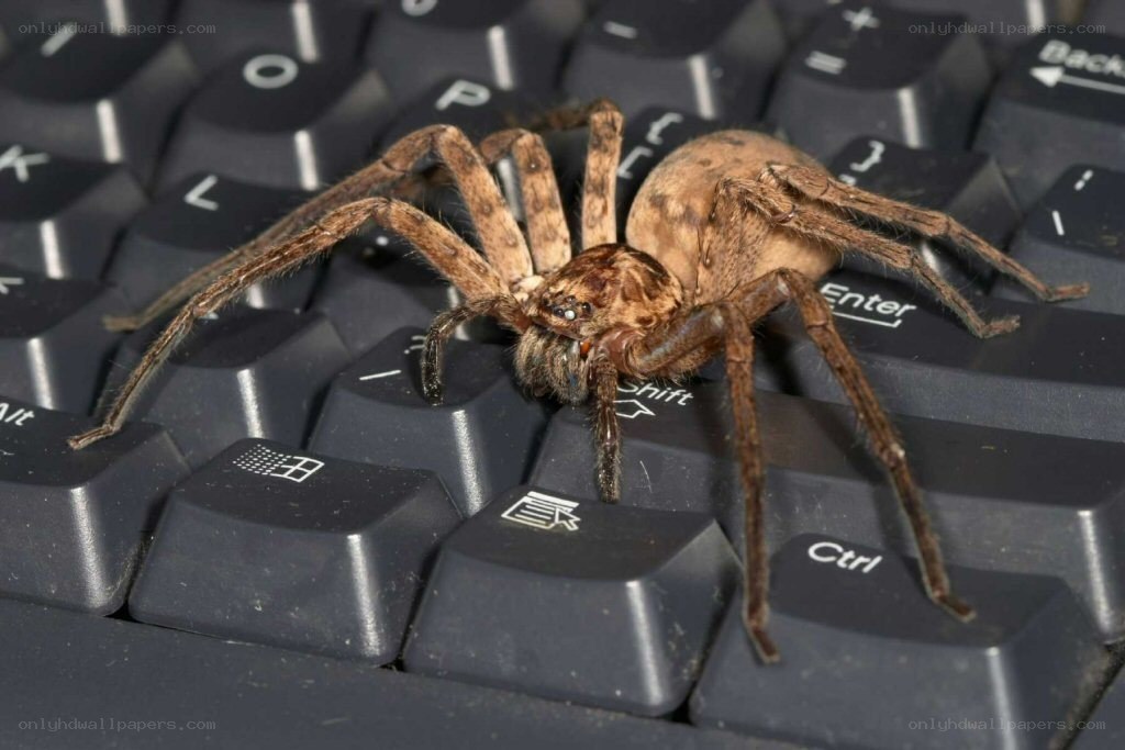 large spider on keyboard