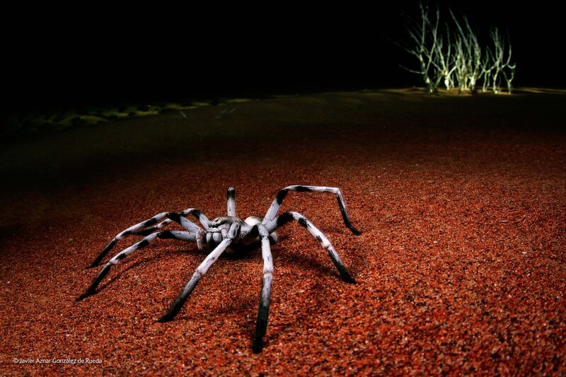 Large Spider on Sand