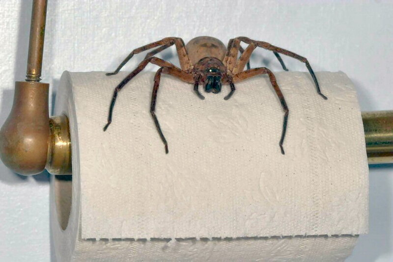 Large spider on toilet paper