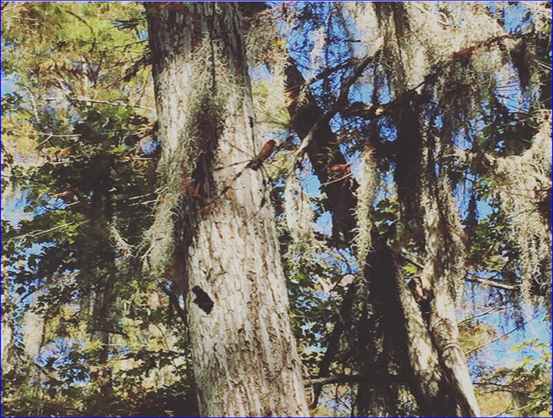 Large Spider on Tree