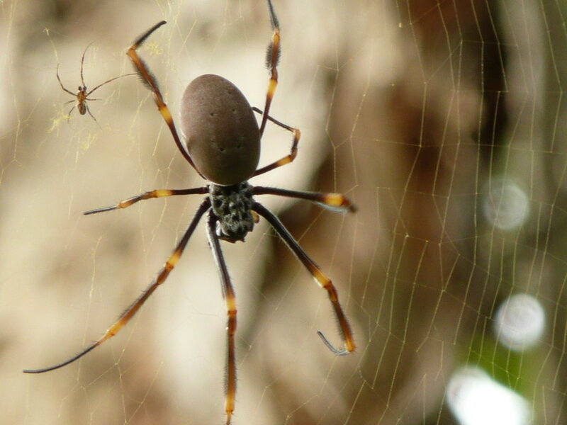 Large Spider on Web — Brown