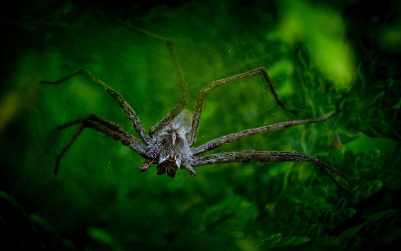 Large Spider on Web — Green