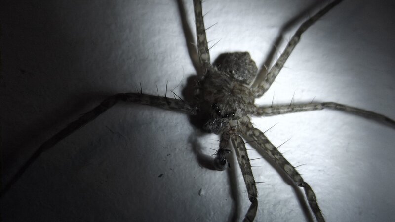 Large Spider on White Surface