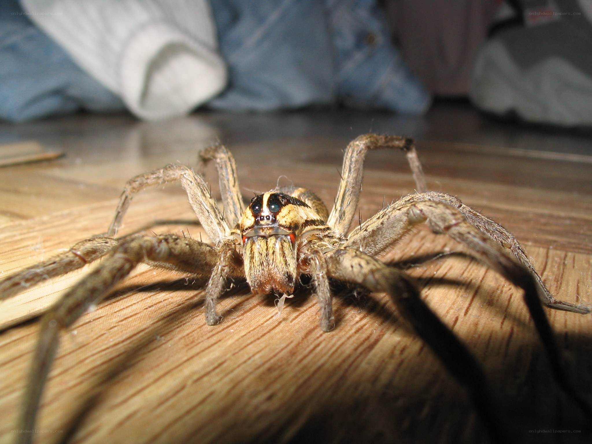 large spider on wooden floor