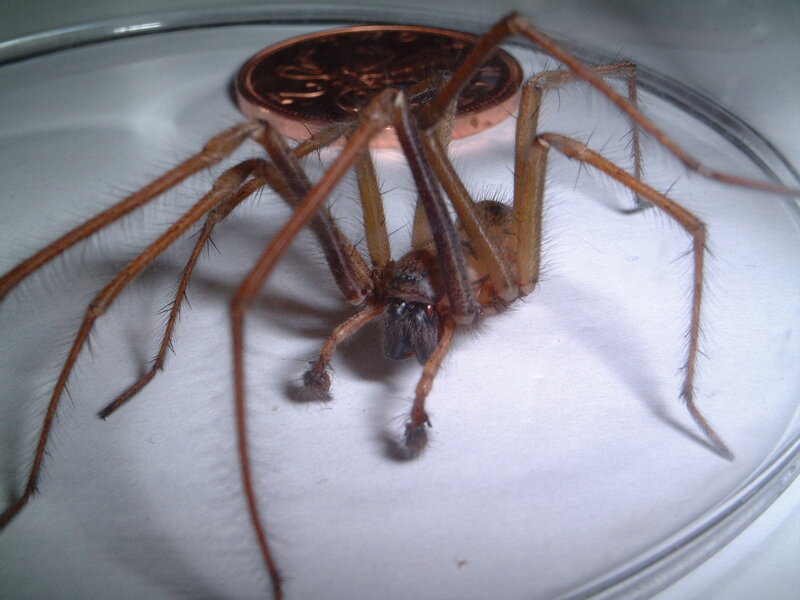 Large spider with coin for scale