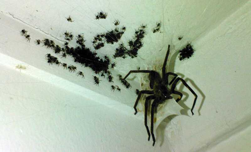 Large Spider with Offspring