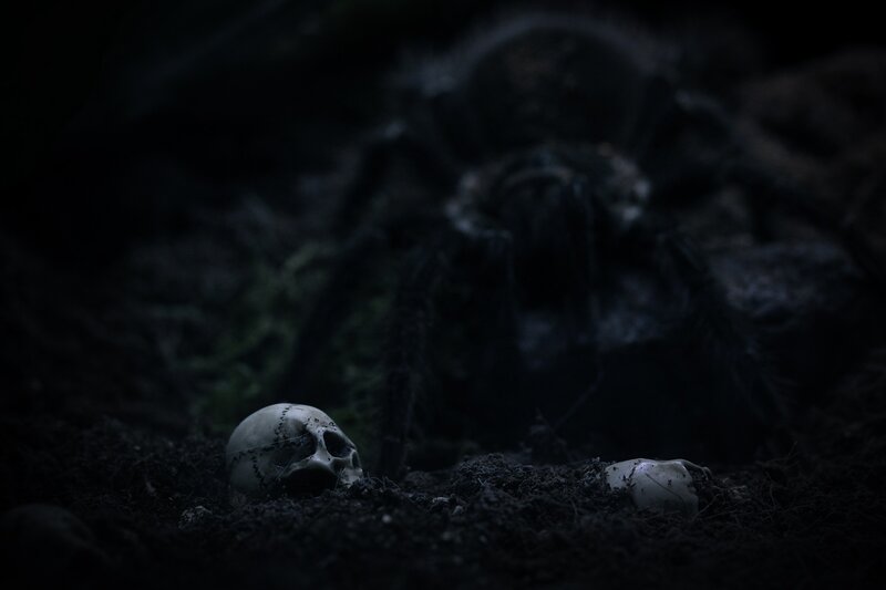 Large Spider with Skull