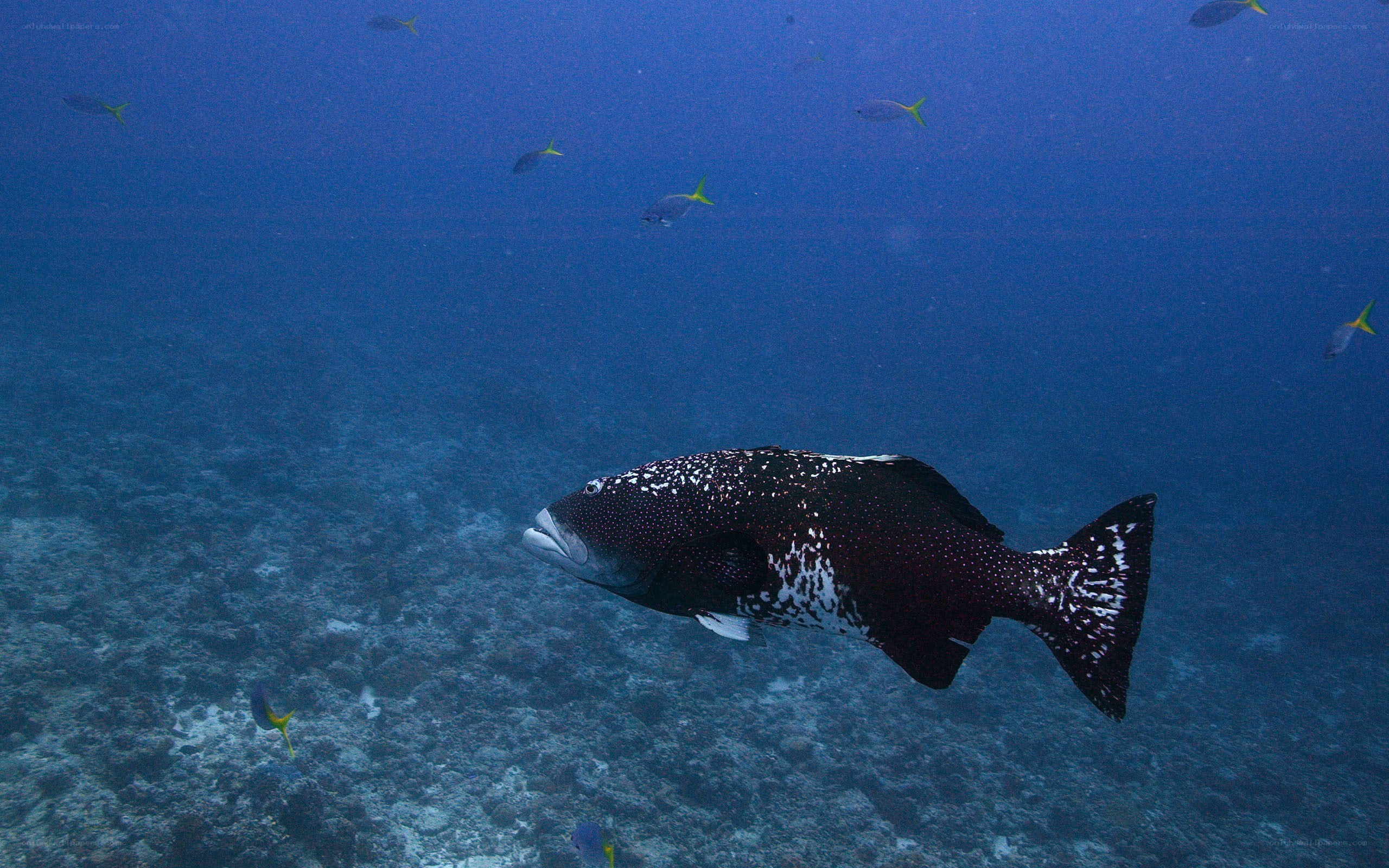 Large spotted fish in coral reef