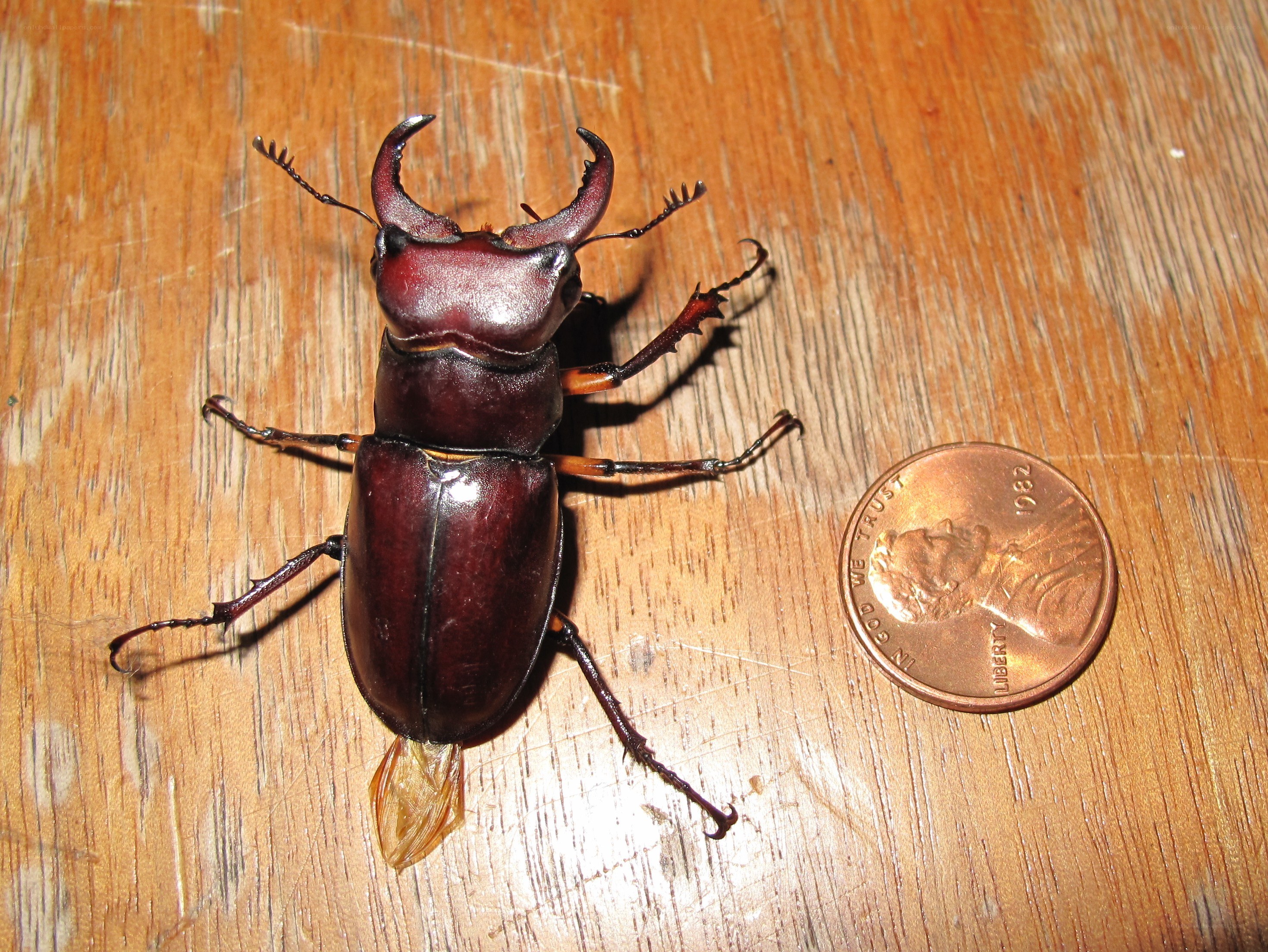 Large stag beetle next to a penny
