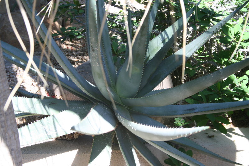 Large Succulent Plant