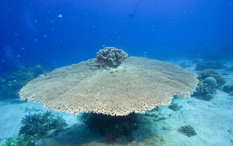 Large Table Coral