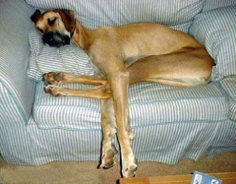 Large Tan Dog Sleeping