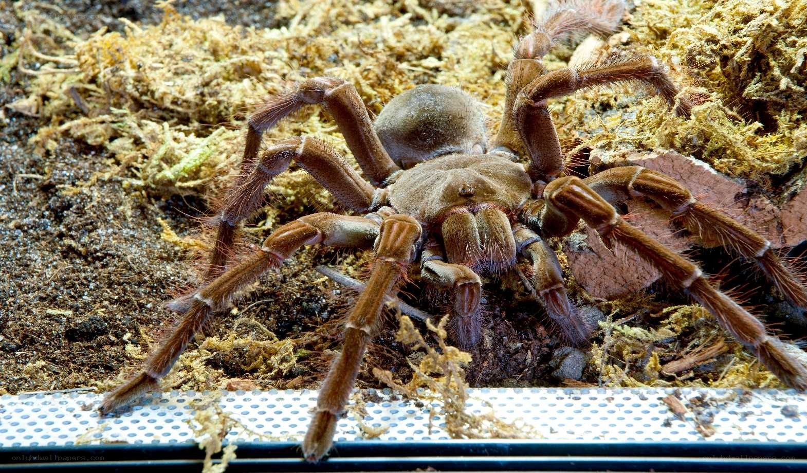 large tarantula in enclosure