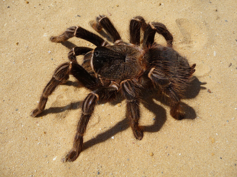 large tarantula on sand
