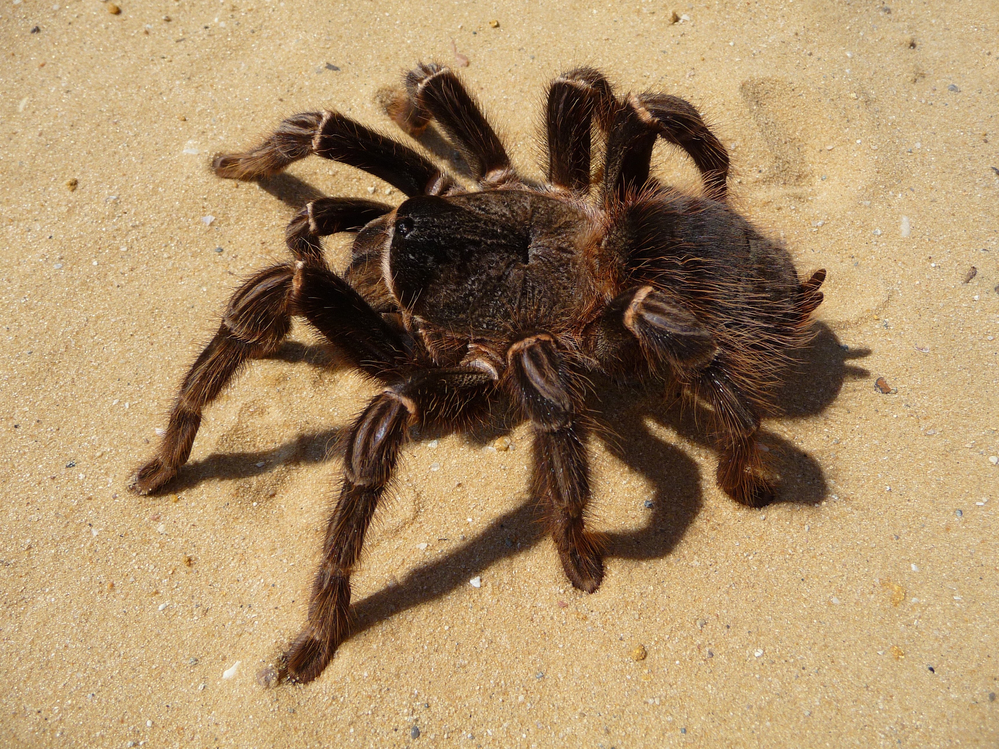 large tarantula on sand
