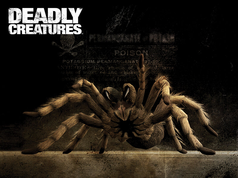 Large Tarantula Spider — Brown, Dark, Ominous