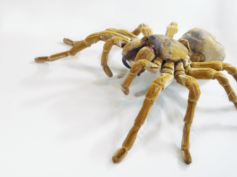 Large Tarantula Spider — Brown