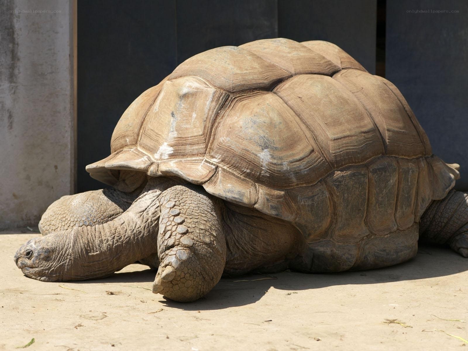 large tortoise resting on ground