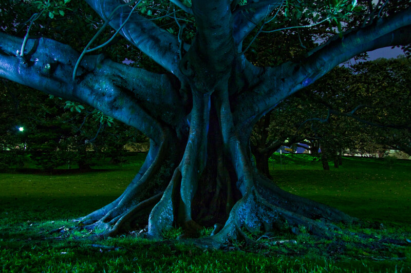 Large Tree at Night — Green