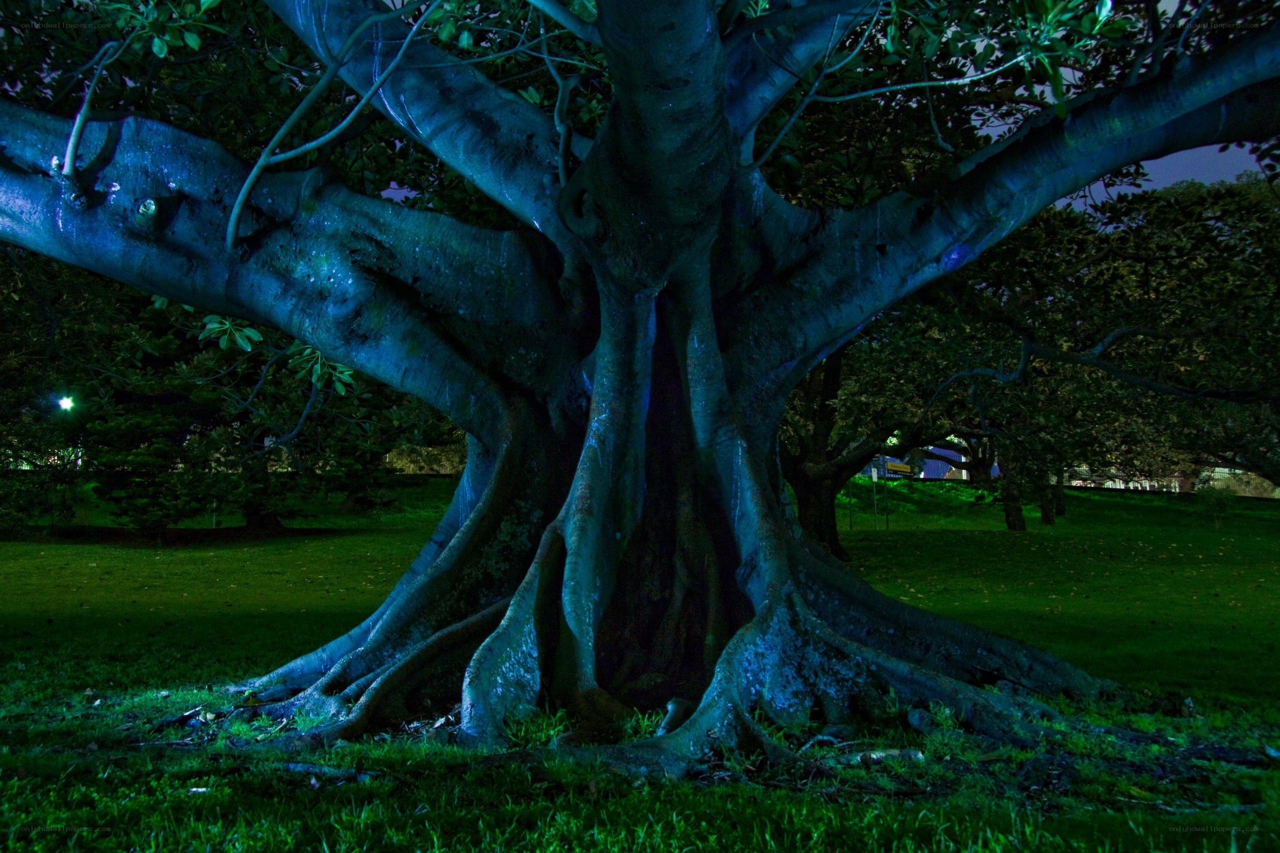 Large tree at night
