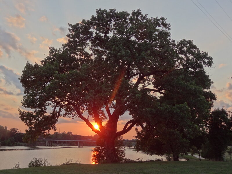Large Tree at Sunset
