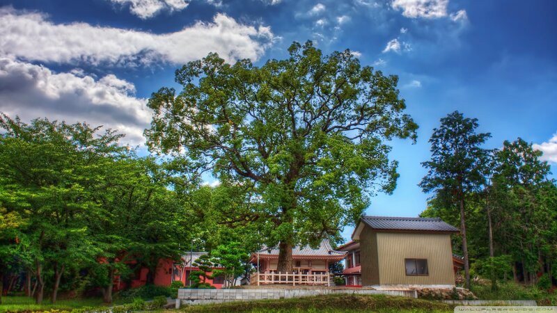 Large Tree at Temple