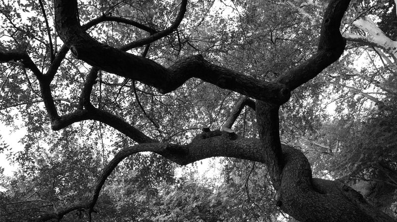 Large Tree Branches