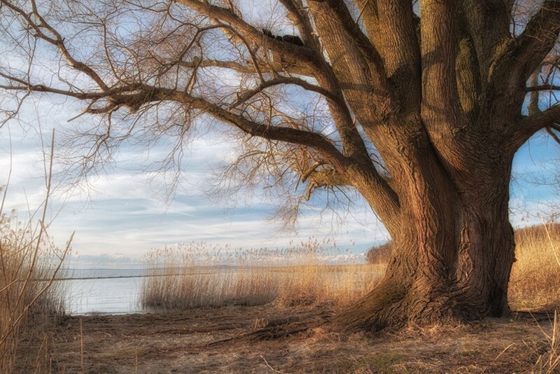 Large Tree by Lake — Brown