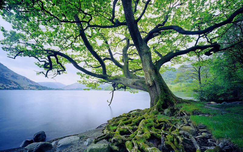 Large Tree by Lake — Green, Serene, Afternoon, Photograph, Mountains
