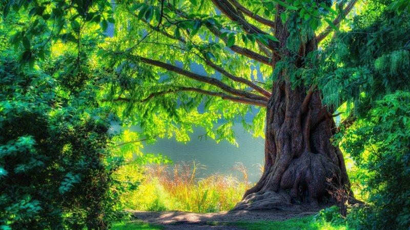 Large Tree by Lake — Green, Serene, Afternoon, Photograph, Path, Grass