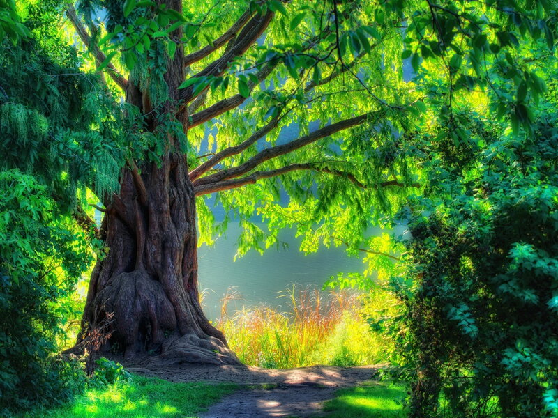Large Tree by Lake — Green, Serene, Afternoon, Photograph, Path