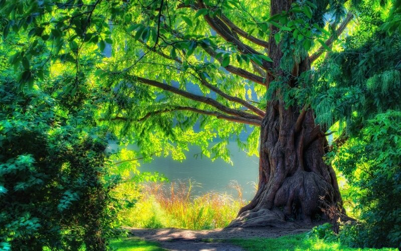 Large Tree by Lake — Green, Serene, Afternoon