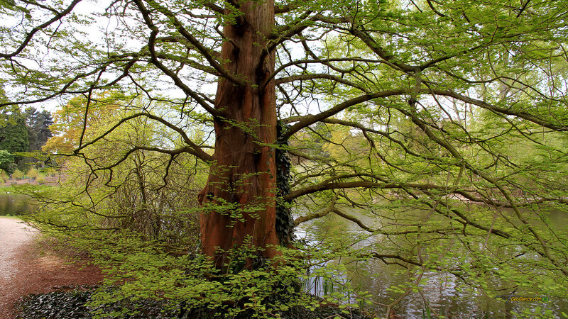 Large Tree by Lake — Green, Serene, Spring, Photograph