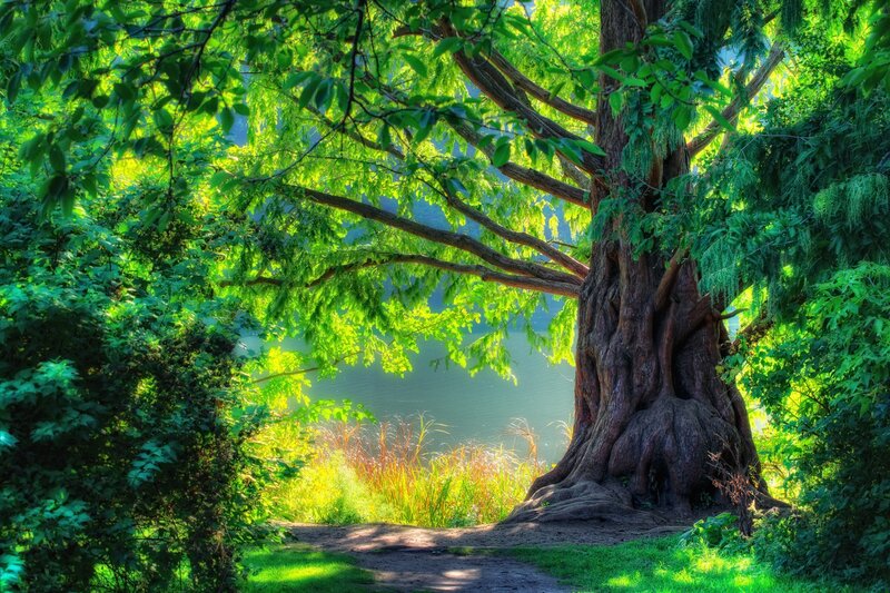 Large Tree by Lake — Green