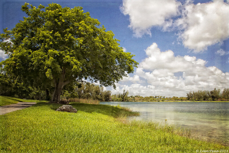 Large Tree by Lake