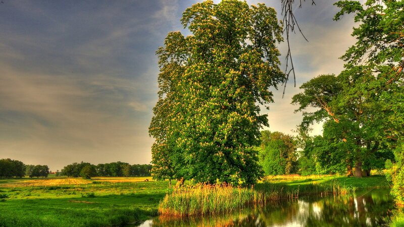 Large Tree by Pond — Green, Serene, Afternoon