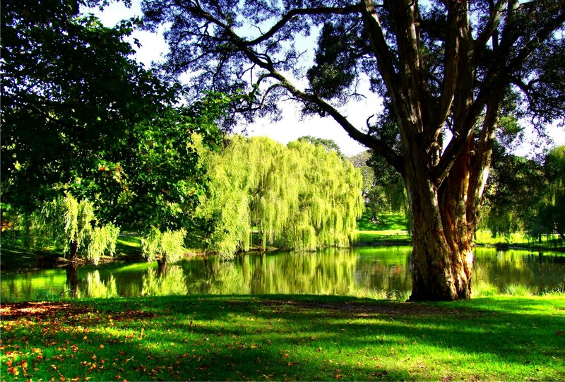 Large Tree by Pond — Green, Serene