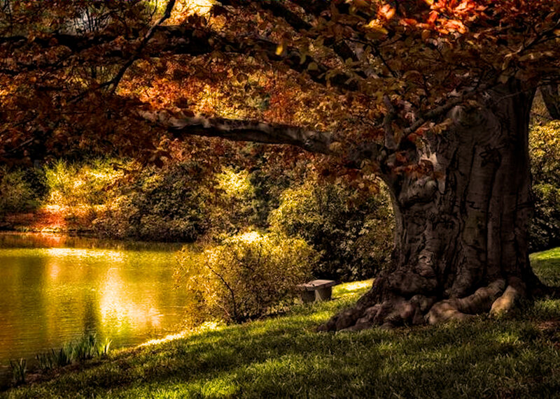 Large Tree by Pond — Green