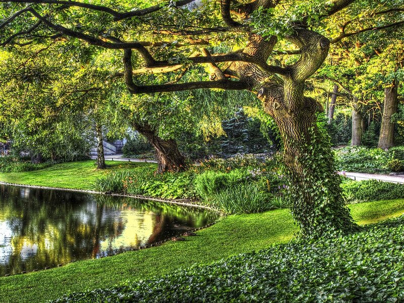 Large Tree by Pond