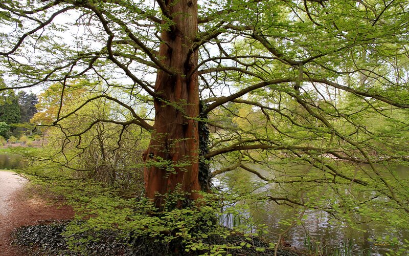 Large Tree by River — Green, Serene, Spring